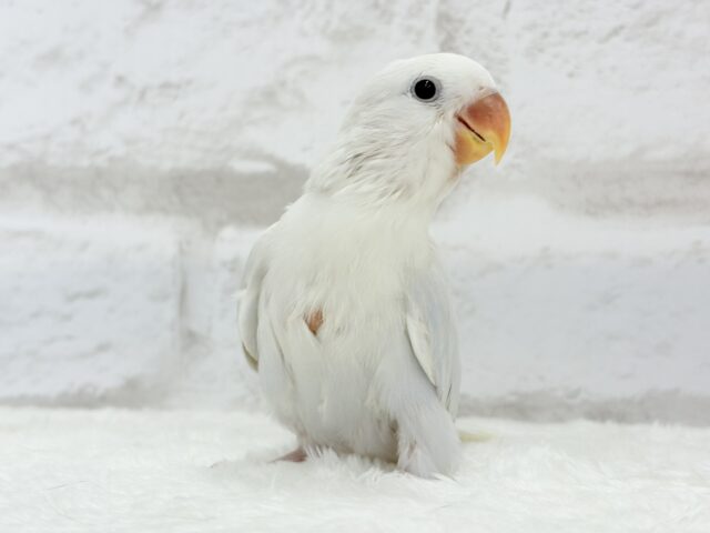 コザクラインコ（小桜インコ）