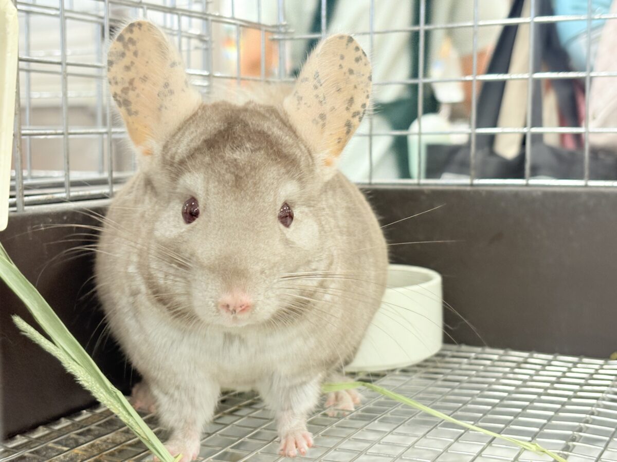 チンチラ