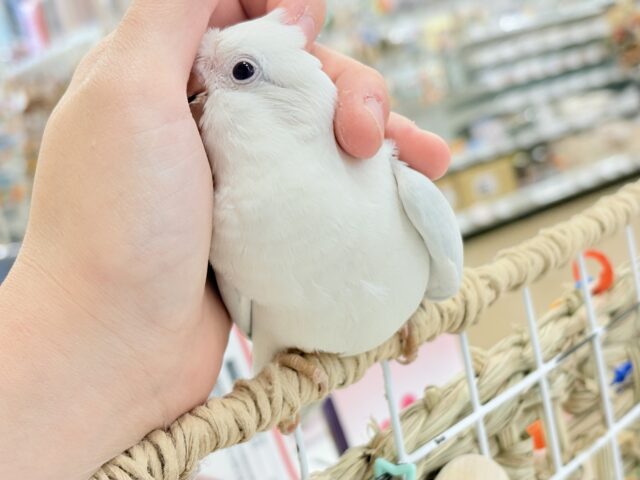 オキナインコ