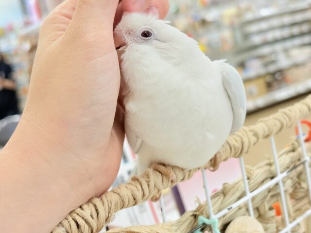 オキナインコ