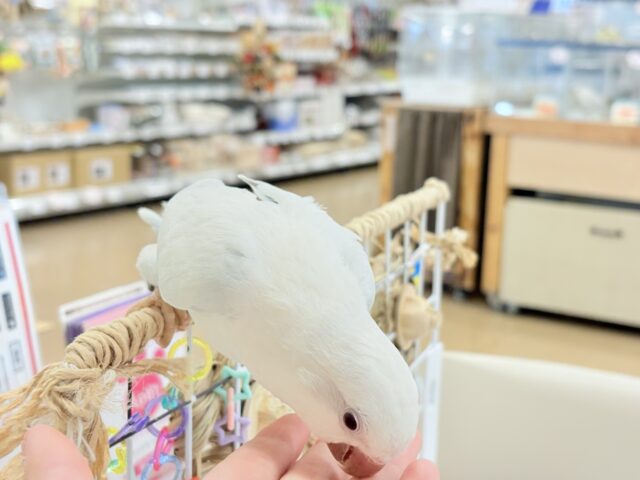 オキナインコ