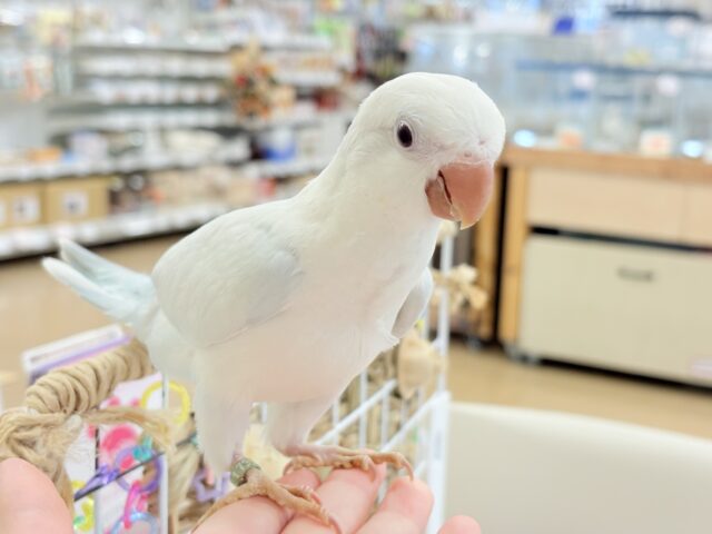 オキナインコ