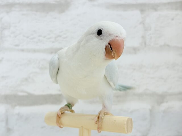 オキナインコ