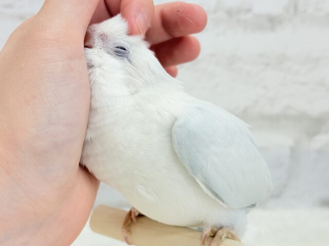 オキナインコ