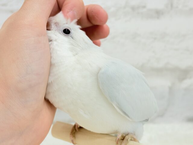 オキナインコ