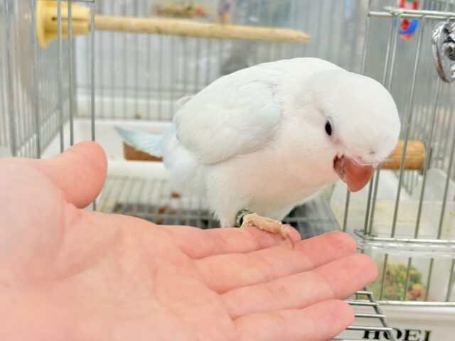 オキナインコ
