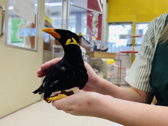 九官鳥の「キューちゃん」がやってきましたよ~🎵💛🎵💛 九官鳥(キュウカンチョウ)