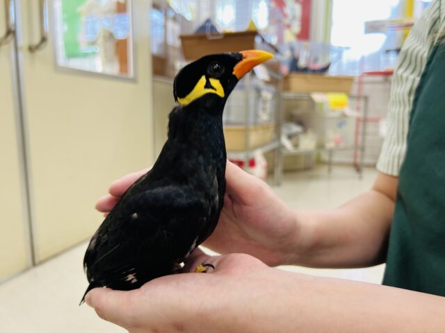 九官鳥の「キューちゃん」がやってきましたよ~🎵💛🎵💛 九官鳥(キュウカンチョウ)
