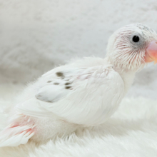 個性が光る黒ポッチ.*･ﾟセキセイインコ(白ハルクイン) ヒナ