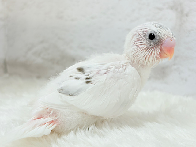 個性が光る黒ポッチ.*･ﾟセキセイインコ(白ハルクイン) ヒナ