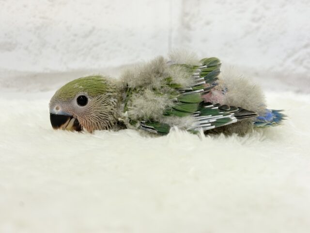 コザクラインコ（小桜インコ）