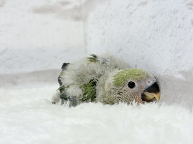 コザクラインコ（小桜インコ）