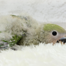 体ぺたんとよもぎ餅🍡💚コザクラインコ(ノーマル) ヒナ
