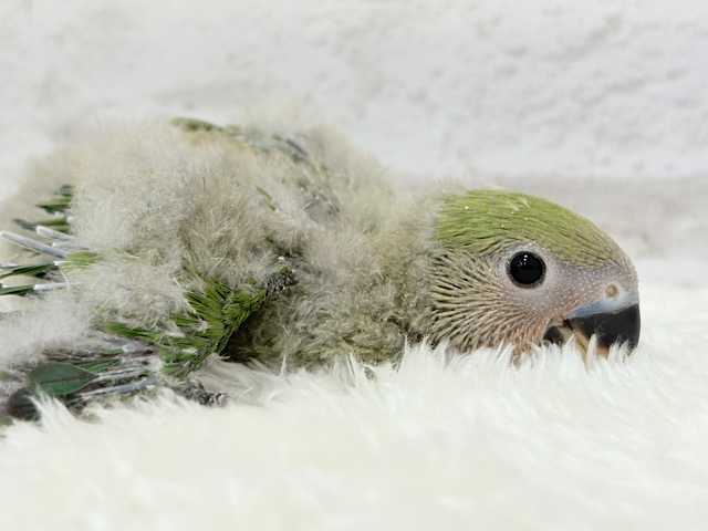 体ぺたんとよもぎ餅🍡💚コザクラインコ(ノーマル) ヒナ