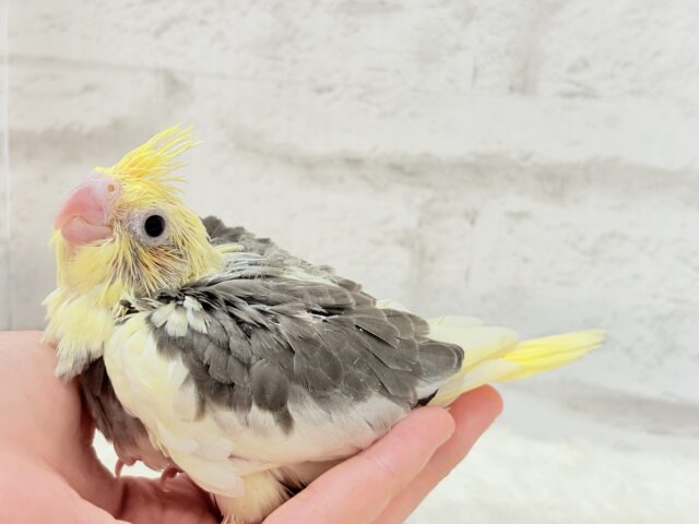 オカメインコ