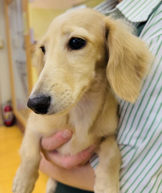 ミニチュアダックス