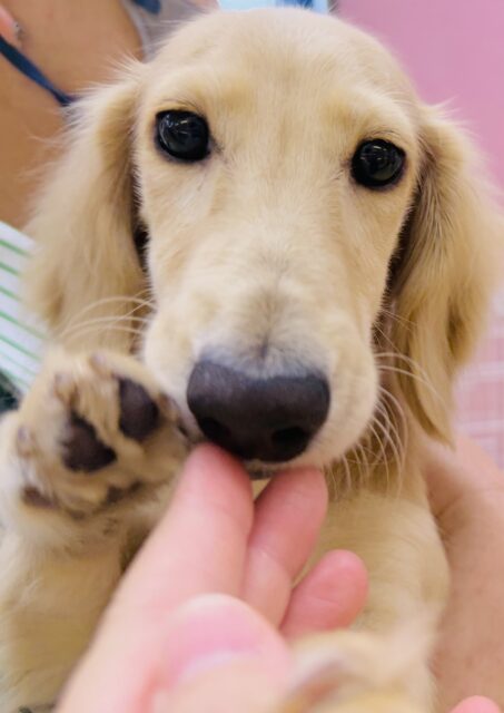 ミニチュアダックス