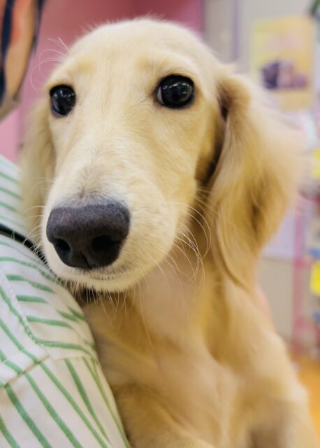 ミニチュアダックス