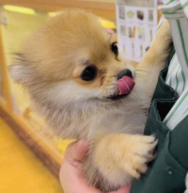 ポメチー（ポメチワ）