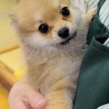 最新画像📷ウルフセーブルのポメチワ来ました！