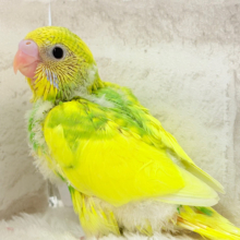 お花畑にいる天使🧚‍♀️🫧セキセイインコ(パイド) ヒナ