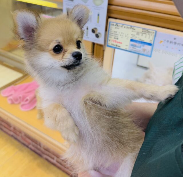 ポメチー（ポメチワ）