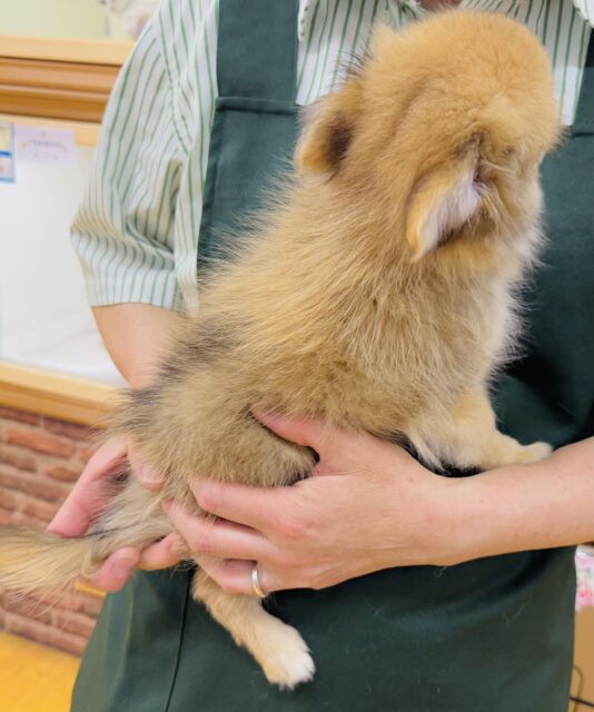 ポメチー（ポメチワ）