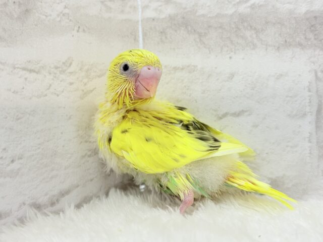 【最新画像更新🪄】ミツバチカラー🐝𓂃𓈒𓏸︎︎︎︎セキセイインコ(ハルクイン) ヒナ セキセイインコ