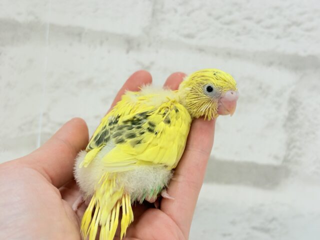 【最新画像更新🪄】ミツバチカラー🐝𓂃𓈒𓏸︎︎︎︎セキセイインコ(ハルクイン) ヒナ セキセイインコ