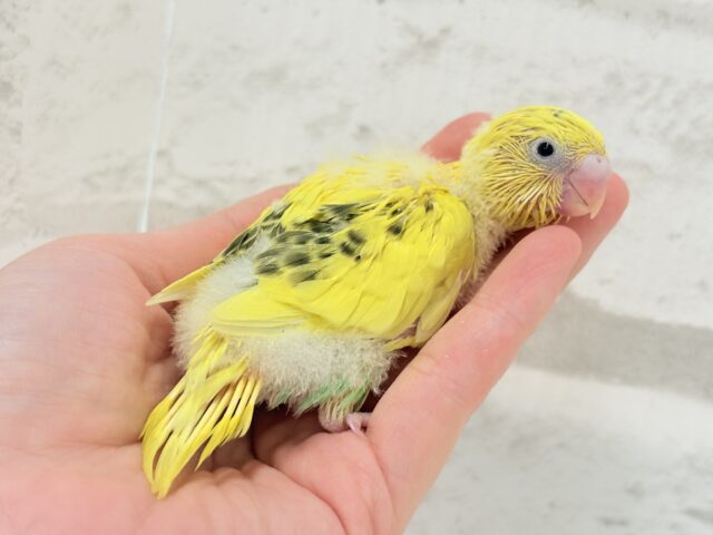 【最新画像更新🪄】ミツバチカラー🐝𓂃𓈒𓏸︎︎︎︎セキセイインコ(ハルクイン) ヒナ セキセイインコ