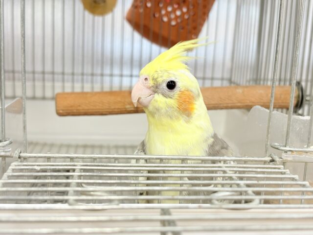 オカメインコ