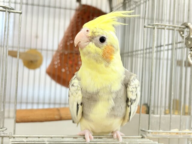 オカメインコ