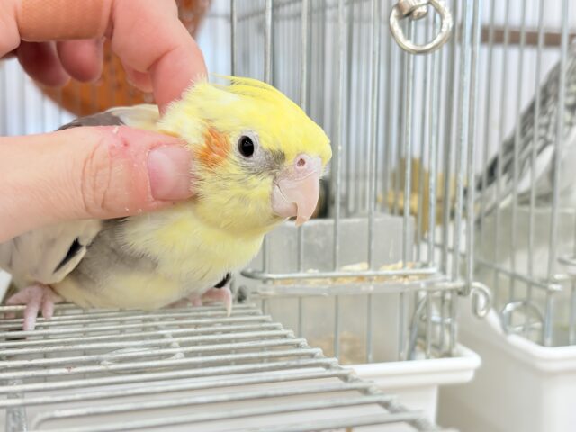 オカメインコ