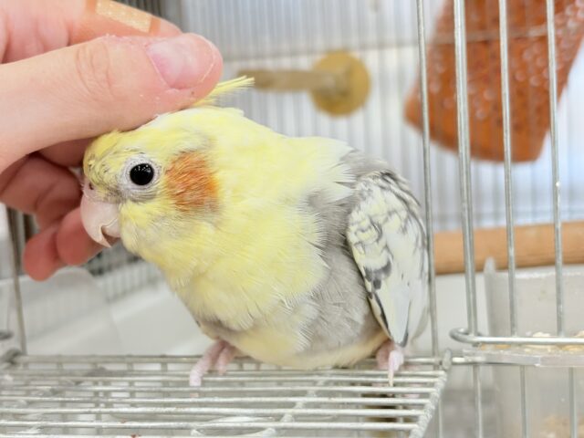 オカメインコ