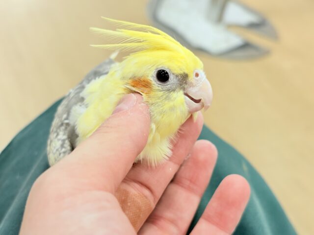 オカメインコ