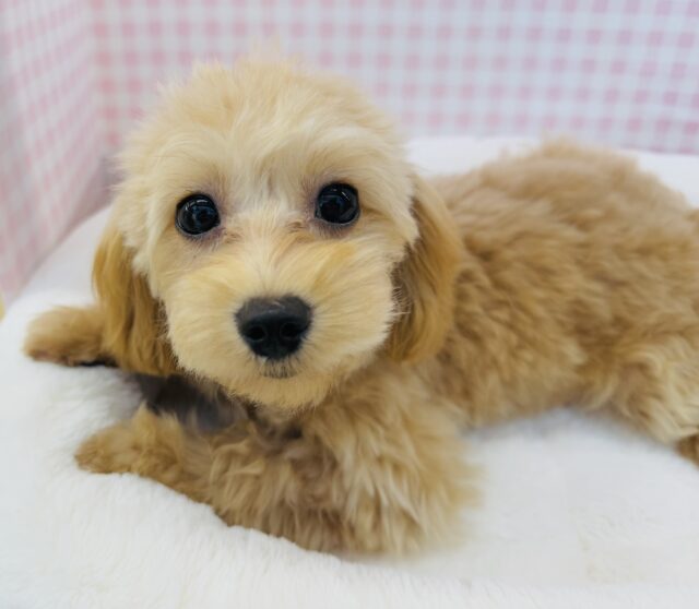 最新画像！可愛さにメロメロになっちゃう？マルプーちゃん！