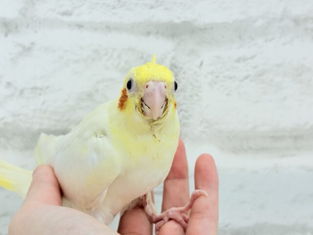 オカメインコ