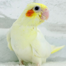 【最新画像更新🪄】笑顔が得意っ♬ミニミニ怪獣🐣オカメインコ(ルチノー) ヒナ