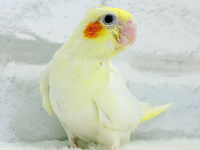 【最新画像更新🪄】笑顔が得意っ♬ミニミニ怪獣🐣オカメインコ(ルチノー) ヒナ