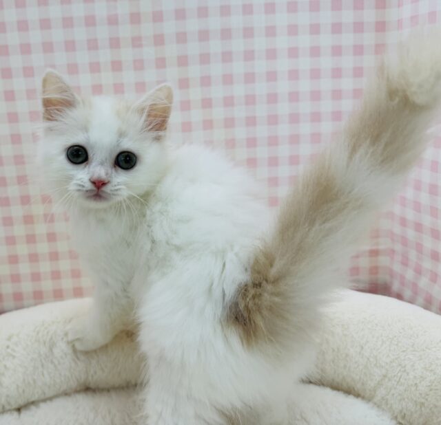 スコティッシュフォールド