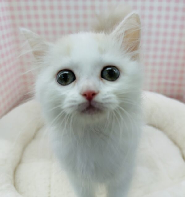 スコティッシュフォールド