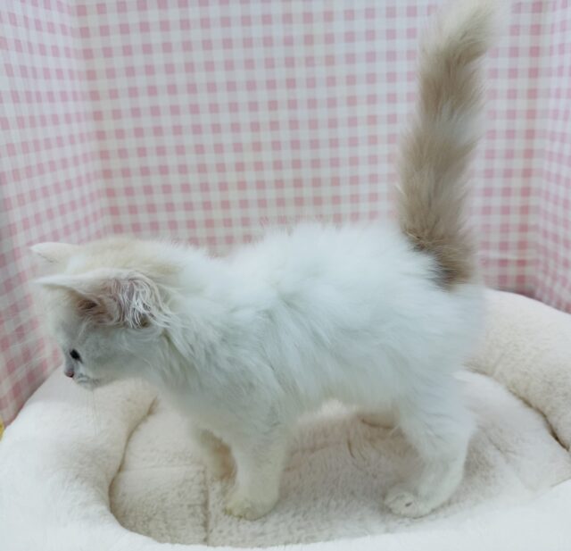 スコティッシュフォールド