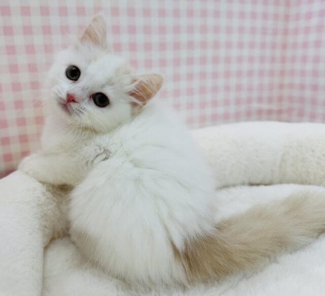 スコティッシュフォールド