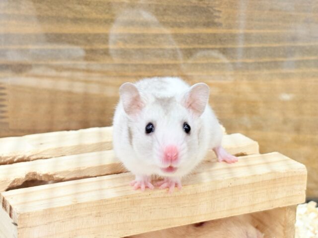 ゴールデンハムスター