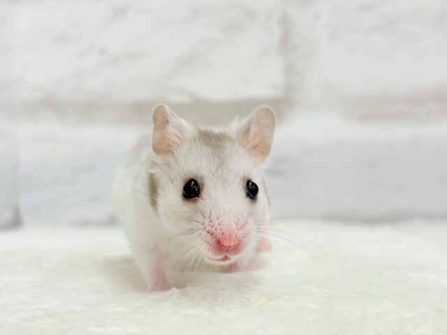 ゴールデンハムスター