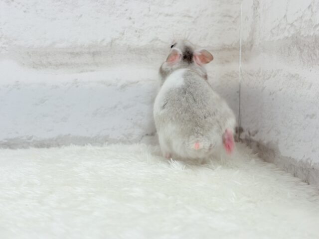 ゴールデンハムスター