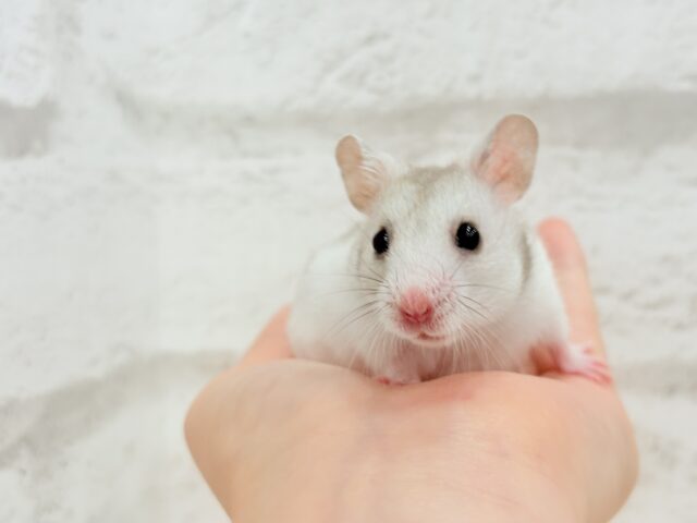 ゴールデンハムスター