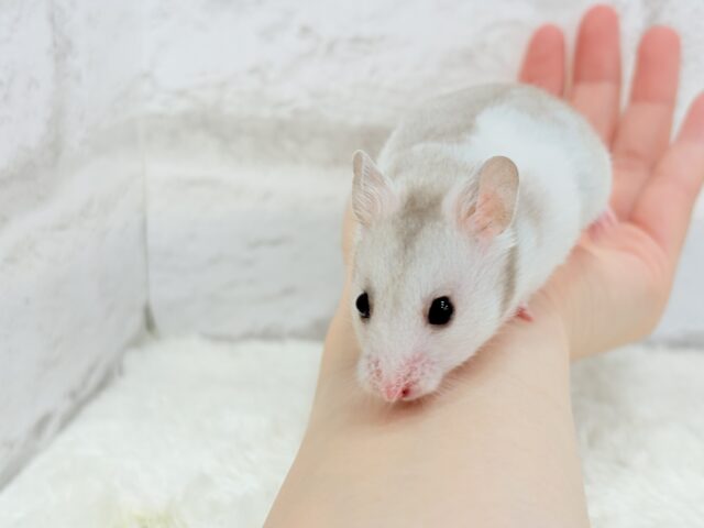 ゴールデンハムスター