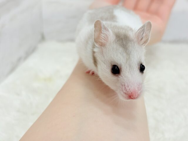 ゴールデンハムスター