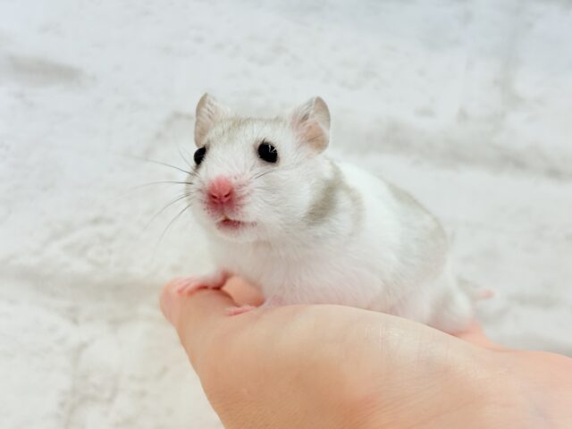 ゴールデンハムスター